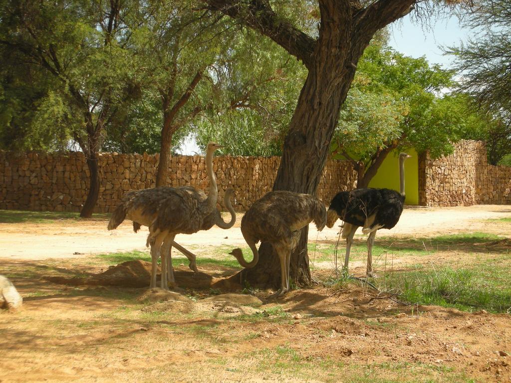 Auas Safari Lodge ويندهوك المظهر الخارجي الصورة